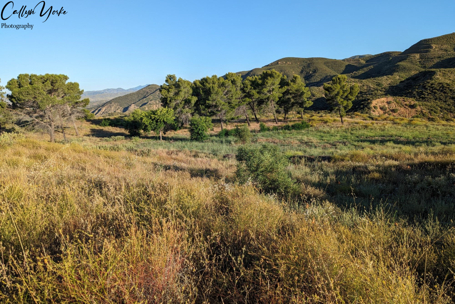 Lake Hughes Road, Los Angeles County CA 2024 | Leiothrichid